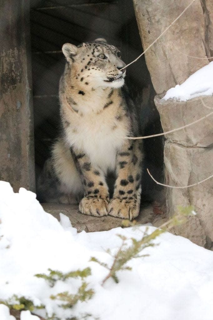 MJ the snow leopard at his new home, Blank Park Zoo.