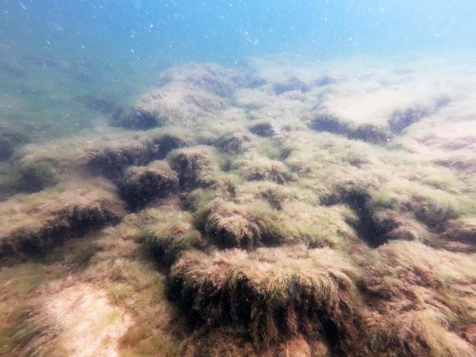 Cobble rocks intermixed with algae cover the bottom of Lake Michigan near northern Door County in Wisconsin.