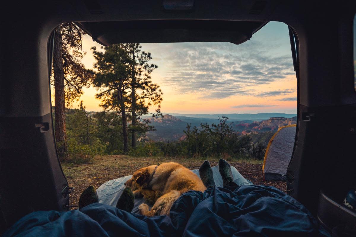 Keep your dog safe while camping. <p>Unsplash/Jimmy Conover</p>