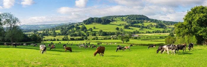 A herd of dairy Holstein cattle grazing in field allong the Wye Valley with Peaktor in the background (Photo: Mike AdobeStock)