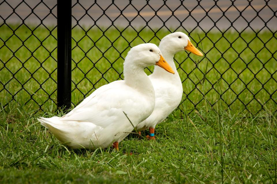 Cheese and Quackers are the two ducks in the ag program at Willow Oak School in Mulberry.
