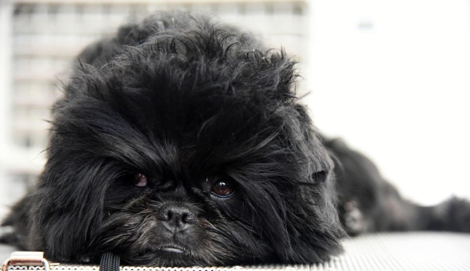 Affenpinscher