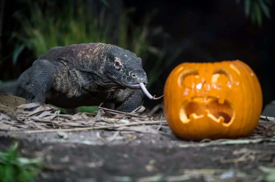 A Komodo dragon stalks a tasty treat