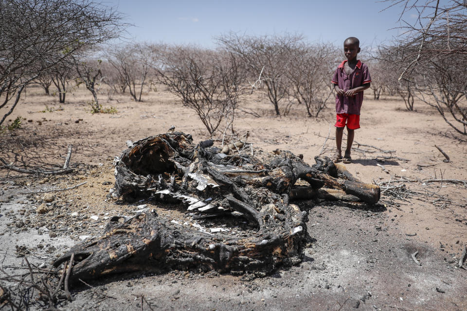 A boy stands near the rotting carcass of a camel that that died of hunger which people had burned to stop the bad smell, in Belif, Garissa county, Kenya Sunday, Oct. 24, 2021. As world leaders address a global climate summit in Britain, drought has descended yet again in northern Kenya, the latest in a series of climate shocks rippling through the Horn of Africa. (AP Photo/Brian Inganga)