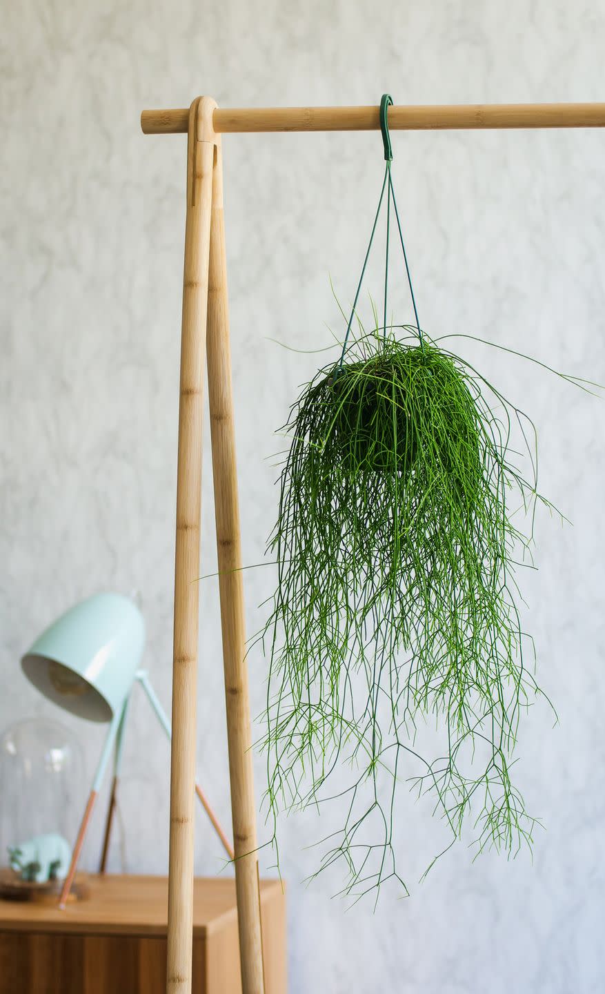 indoor hanging plants mistletoe cactus