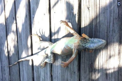 This iguana was found in Boca Raton, Florida. Source: WSVN7 News