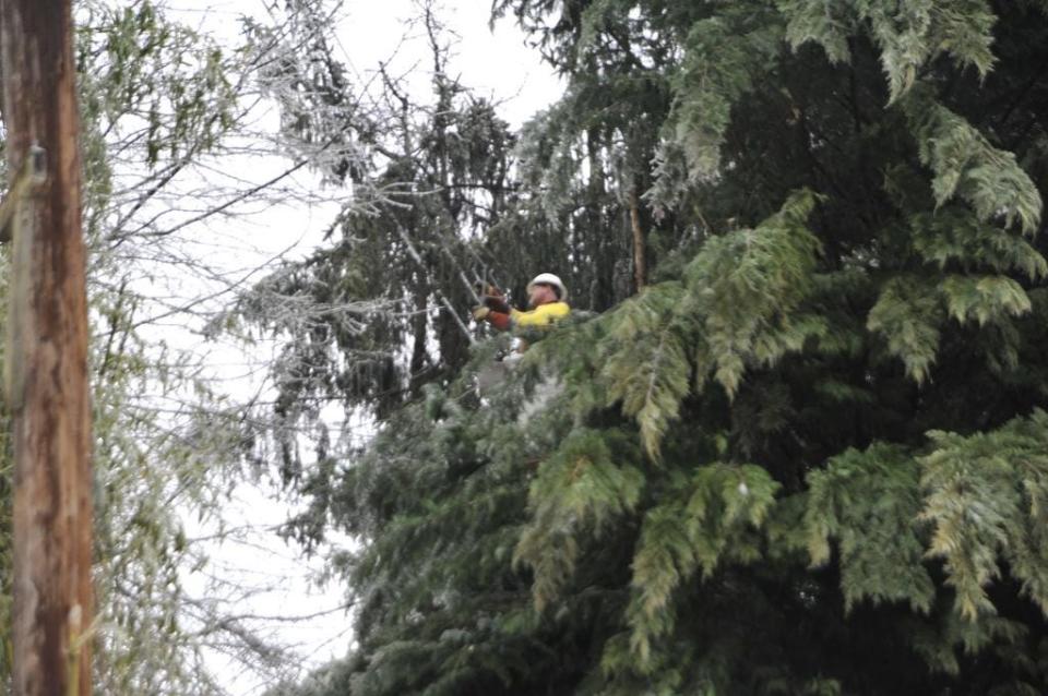 Bamboo is not native to North Carolina, and it tends to spread like crazy. In this file photo, Richie Cox, of Sumter Utilities, cuts branches away from power lines and replaces wire along Hillside Heights in Brevard.