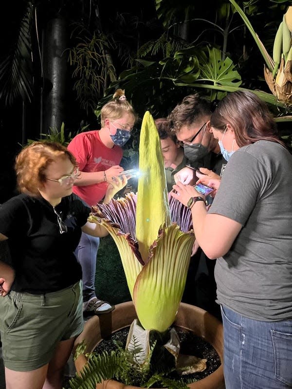 The corpse flower, Morticia, is examined as it blooms at the Cincinnati Zoo u0026 Botanical Garden in the Avondale neighborhood of Cincinnati.