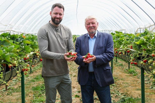 Great British Menu chef Tom Shepherd with Nick Marston holding handfuls of strawberries in a polytunnel surrounded by plants