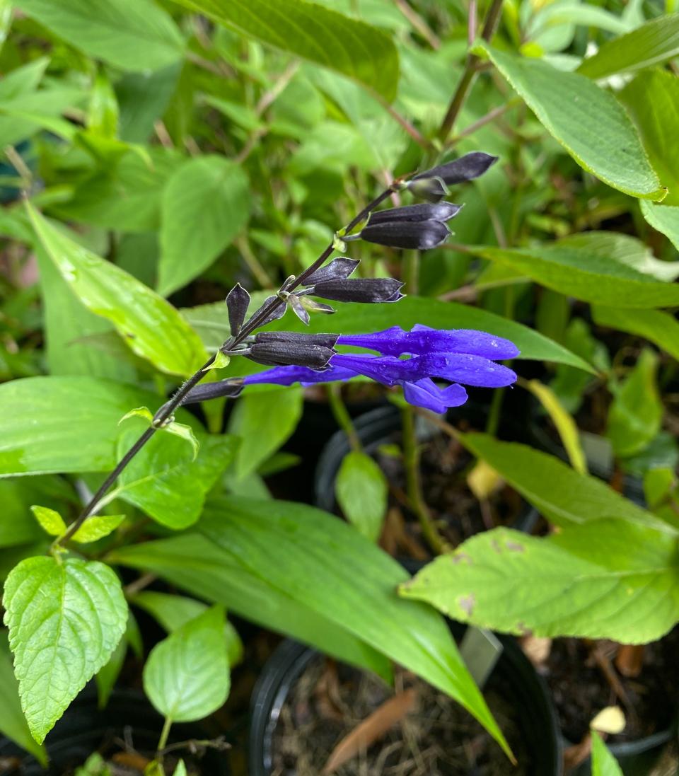 Salvia guarantica, among plants available at Goodwood Museum's Spring Plant Sale on Saturday, April 13, 2024.