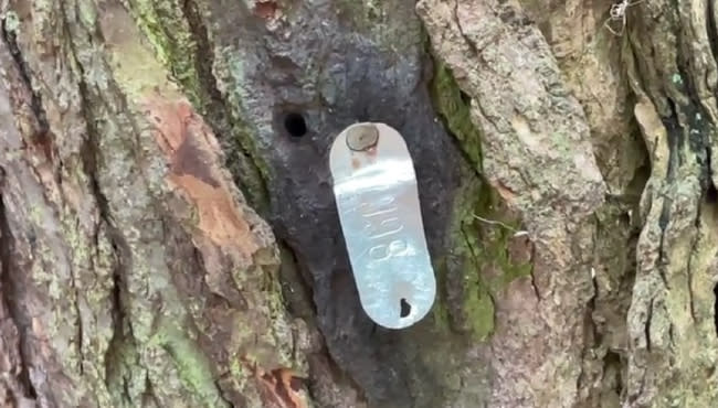 This photo shows a tag on a hemlock tree in Duncan Woods along with a hole that was drilled to administer a treatment to kill of the hemlock woolly adelgid. (Matt Jaworowski/WOOD TV8)