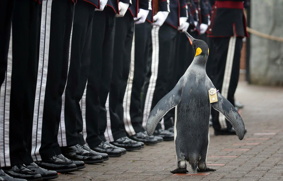 <p>Uniformed soldiers of the King of Norway’s Guard parade for inspection by their mascot, king penguin Nils Olav, at Edinburgh Zoo, Monday, Aug. 22, 2016. It was announced that the penguin who had previously been knighted has been promoted and given the new title of "Brigadier Sir Nils Olav”. (Jane Barlow/PA via AP) </p>