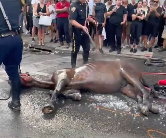A carriage horse collapsed on a Manhattan street. (Photo: Screenshot @nyclass/Twitter)