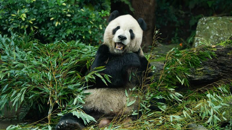 貓熊團團過世，令民眾感到相當不捨。（圖／台北市立動物園提供）