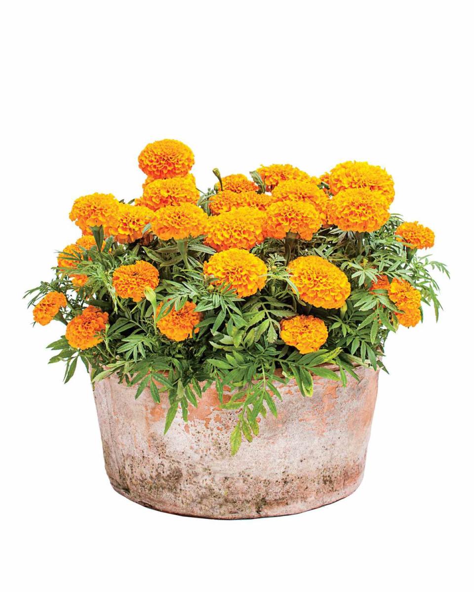 Sunny Marigolds