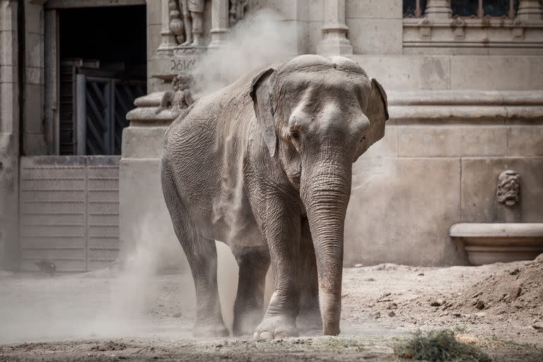 La elefanta Mara en el Ecoparque de Buenos Aires antes de ser trasladada