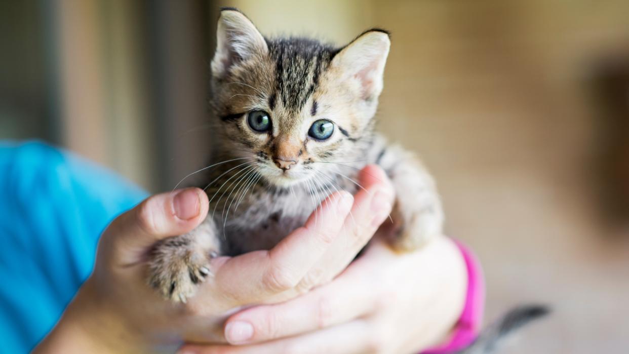 Pair of hands holding a kitten