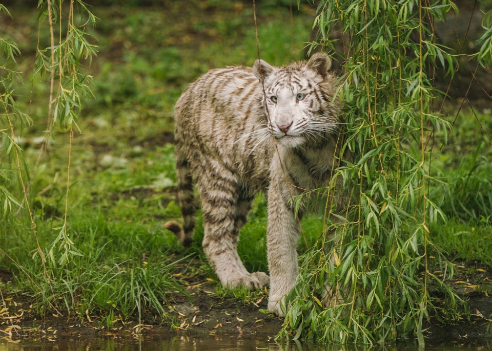 Noch ein bisschen vorsichtig: Tigerin Charlota in ihrem neuen Zuhause. (Bild: Four Paws/ Caters News)