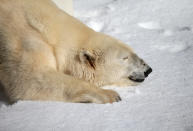 SAN FRANCISCO, CA - NOVEMBER 15: Pike, a 30 year old Polar Bear plays in man made snow at the San Francisco Zoo on November 15, 2012 in San Francisco, California. Two San Francisco Zoo Polar Bears, Pike (30) and Ulu (32)celebrated their birthdays with 10 tons of man made snow and special treats. (Photo by Justin Sullivan/Getty Images)