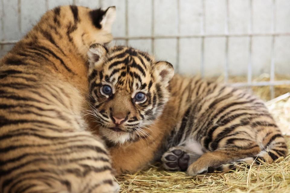 法國亞眠動物園迎來2隻蘇門答臘虎寶寶。路透社