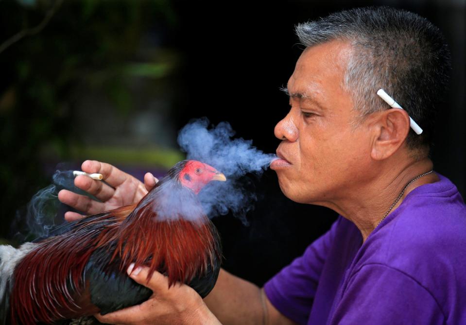 A man blows smoke on his fighting bird