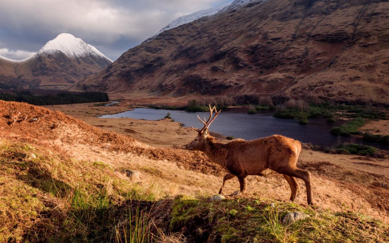 The Red Deer Stag with antlers, Glencoe, west Highlands - Jaroslav Sugarek/iStockphoto
