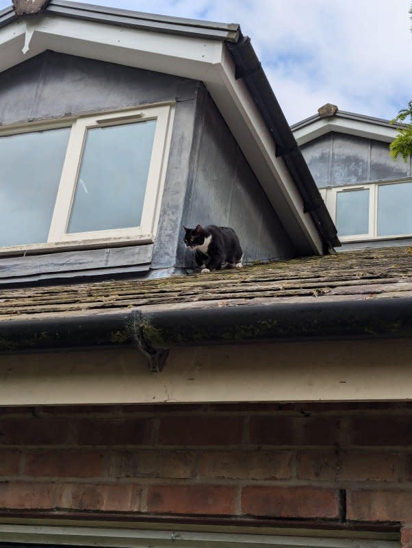 The RSPCA and North West Fire Service teamed up to rescue a kitten trapped on a Cheshire, England, roof. Photo courtesy of the RSPCA