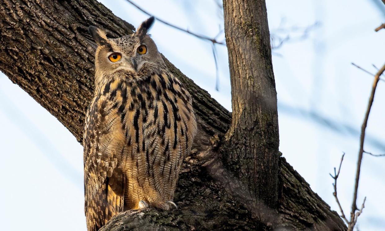 <span>Flaco the owl on 15 February 2023 in New York City.</span><span>Photograph: Andrew Lichtenstein/Corbis/Getty Images</span>