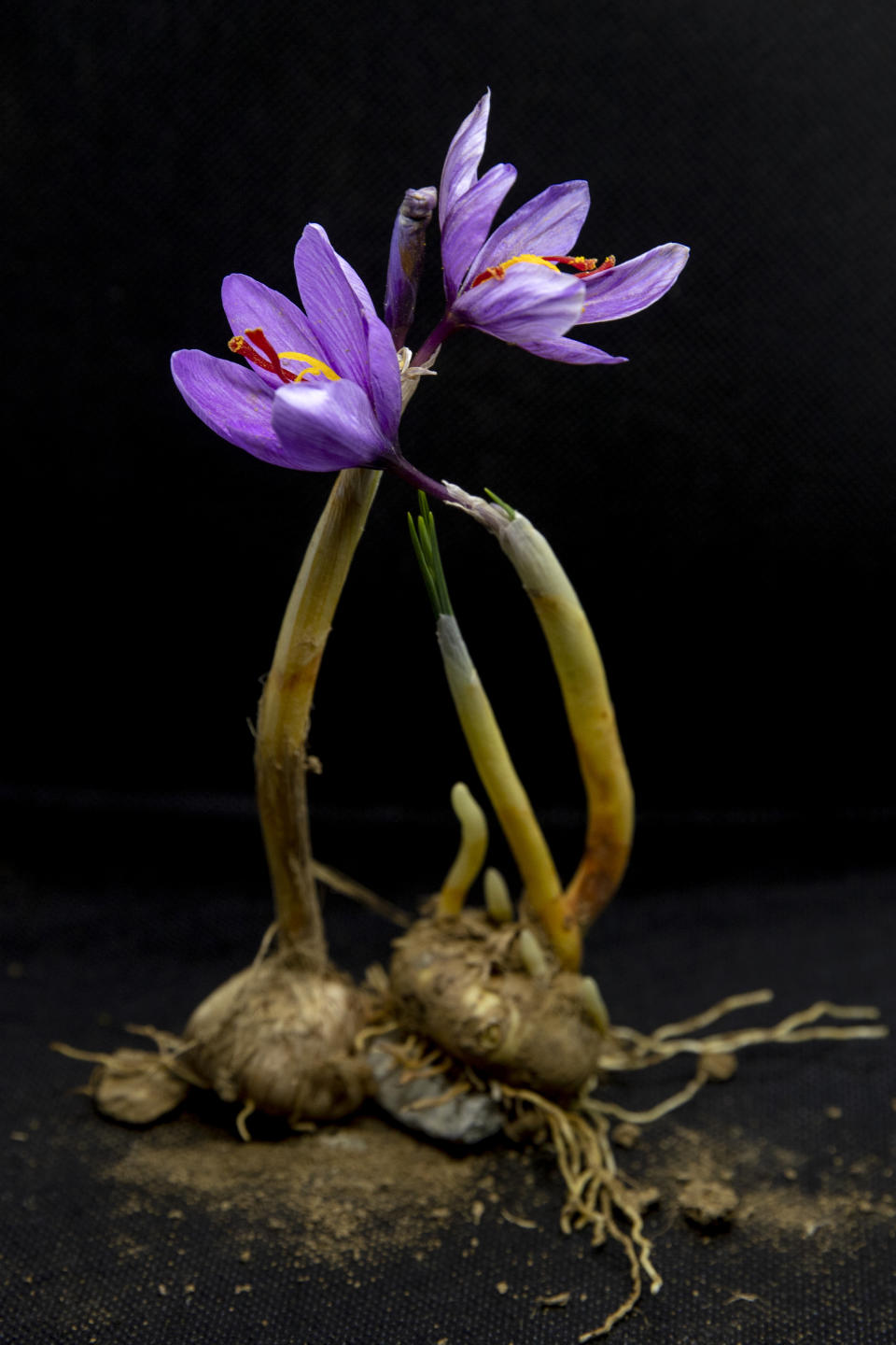 Crocus flowers that have been uprooted stand placed on a table at the home of a farmer in Dussu, south of Srinagar, Indian controlled Kashmir, Saturday, Oct. 31, 2020. The farmers separate purple petals of the flowers by hand and, from each of them, come out three deep crimson-colored stigmas, one of the most expensive and sought-after spice in the world called saffron, also known as “the golden spice." Across the world, saffron is used in multiple products ranging from medicine, beauty and food. A kilogram (2.2 pounds) of saffron can easily sell anywhere between $3,000 to $4,000. (AP Photo/Dar Yasin)