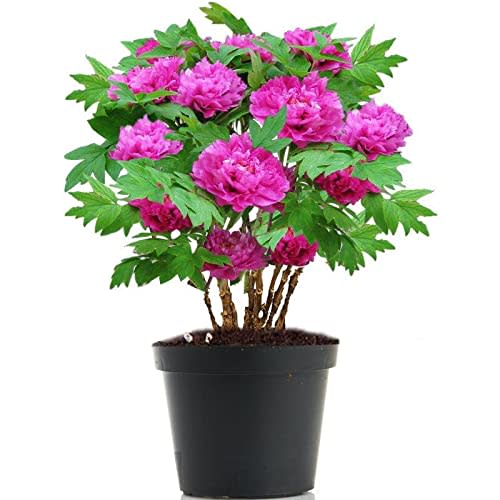 Kansas Peony Live Plant - Double Purple Pink - Height 12 inch for Yards and Garden Decoration