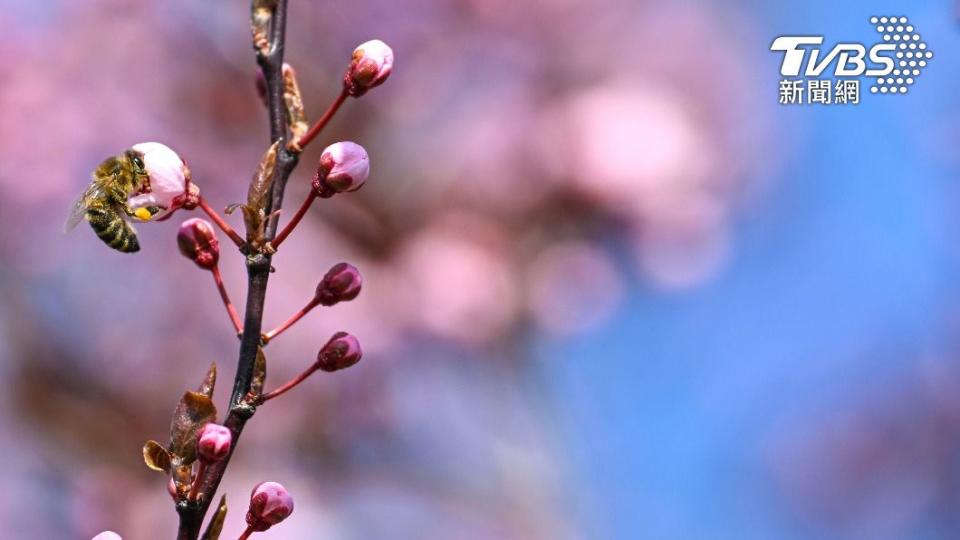 受到溫暖天氣影響，東京今年的櫻花比往年更早盛開。（圖／達志影像美聯社）