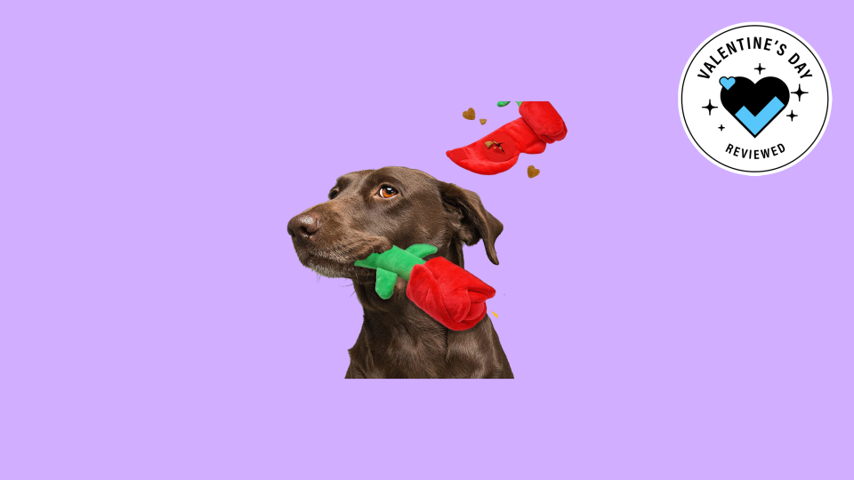 Best gifts to give your pet for Valentine's Day: Squeak rose toy