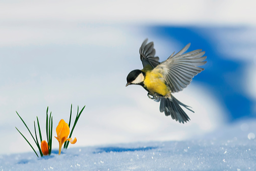 GETTY spring snowbird