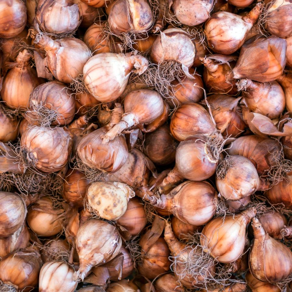 A mass of daffodil bulbs spread across a table