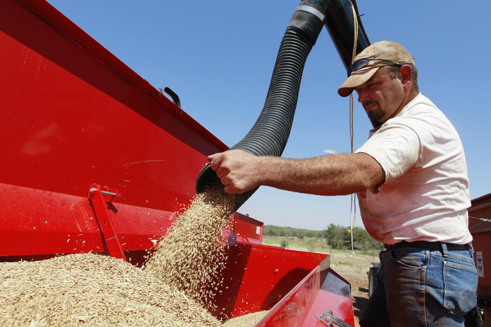 In this Wednesday, Sept. 12, 2012 photo, John Honeywell directs a mixture of seed wheat and rye into a grain drill to plant winter wheat for cattle grazing near Orlando, Okla. The U.S. Drought Monitor report, released Thursday, shows 42 percent of Oklahoma in exceptional drought, the worst rating, and 53 percent in extreme drought, the second worst. Wheat farmers in southwestern Oklahoma are hoping for a strong El Nino to bolster what is the state's number one cash crop, said David Gammill, a wheat farmer and member of the Oklahoma Wheat Commission board of directors. (AP Photo/Sue Ogrocki)