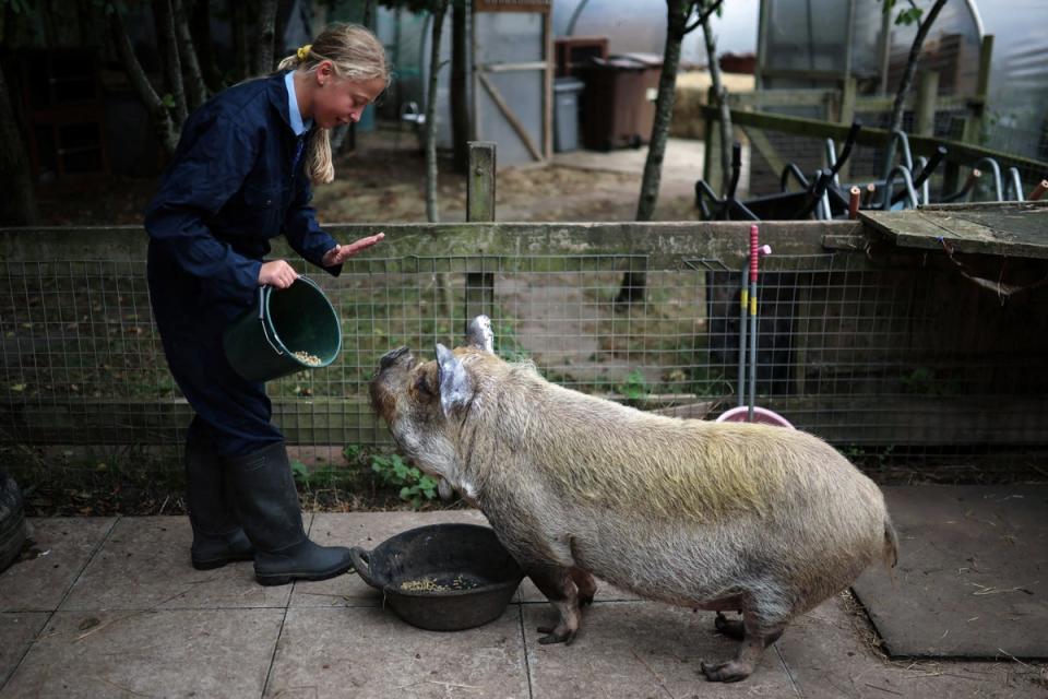 Ella-Rose gestures towards one of the school’s pigs as she feeds the animals on the farm (Reuters)