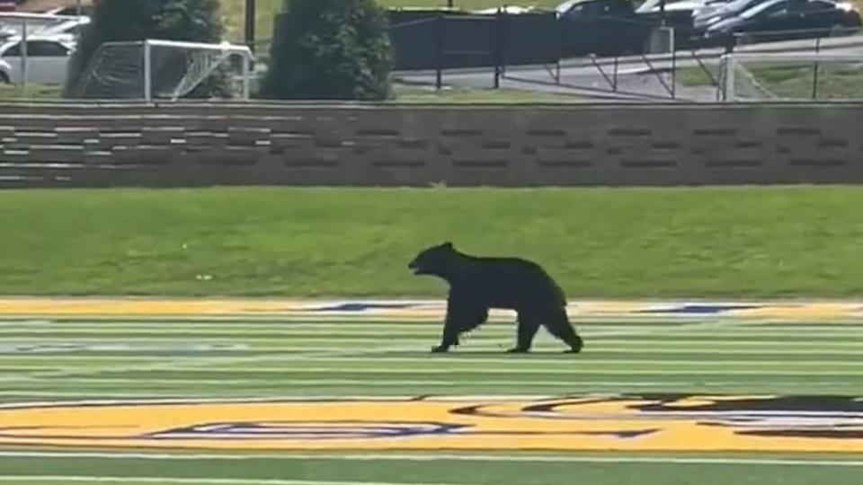 Video captured a Black Bear captured on video running onto the high school football field at Gatlinburg-Pittman High School East Tennessee on August, 14, 2023.