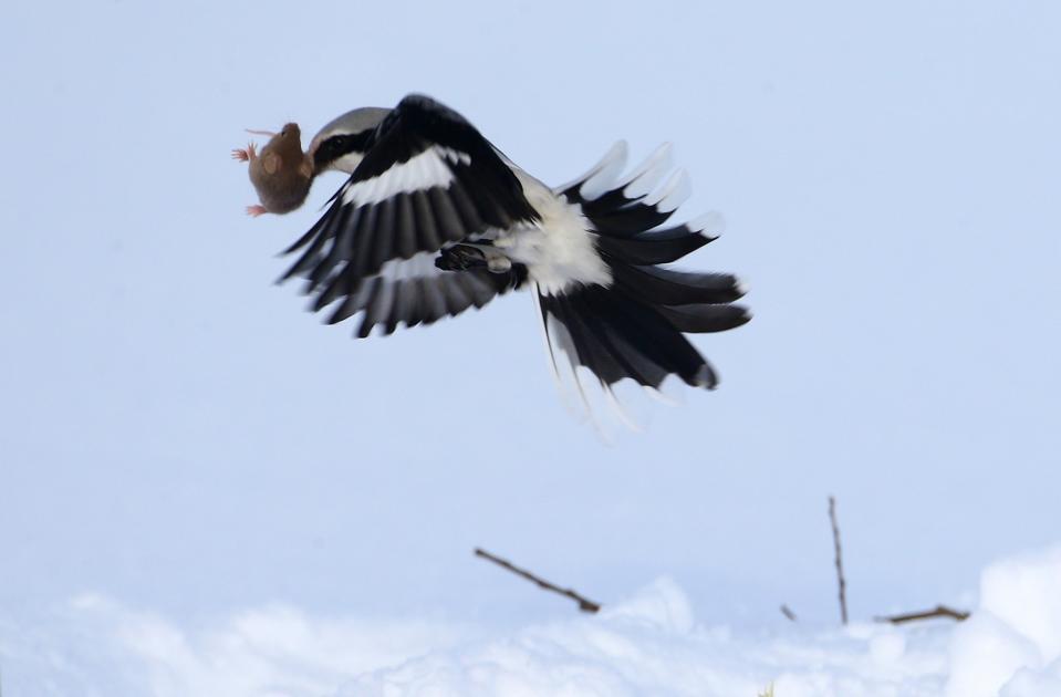 Hunting in Belarus