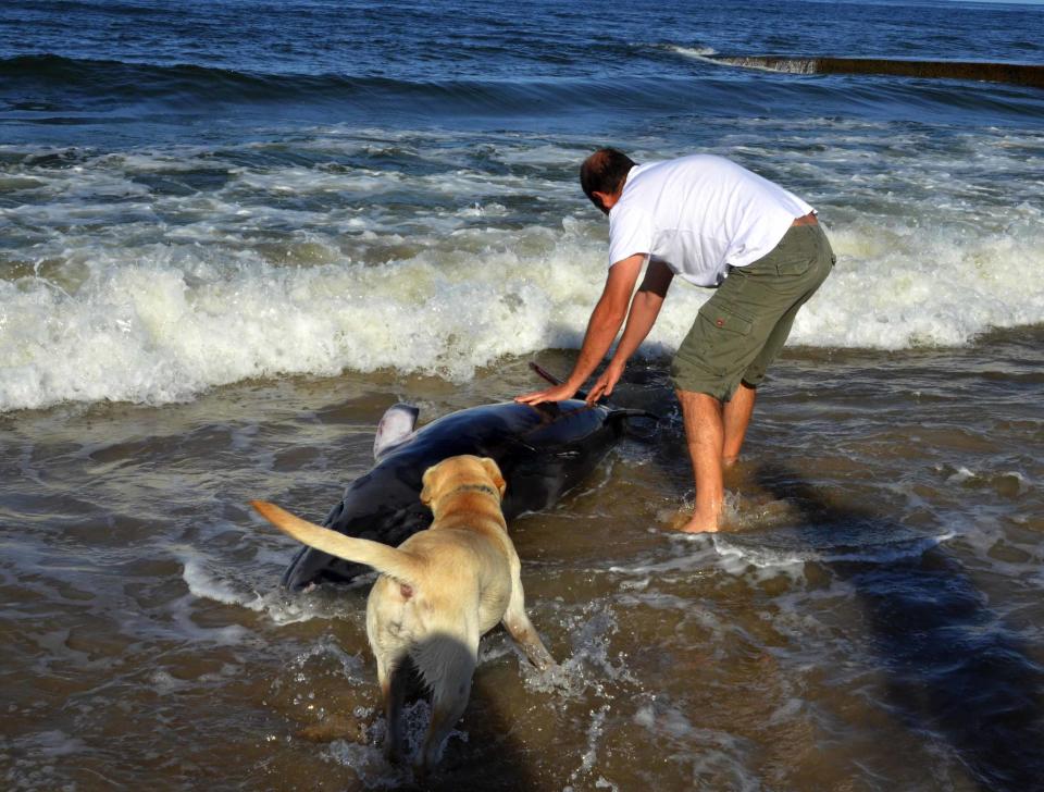 Nicht nur Olgas Familienmitglieder wollten Hilfe leisten, sogar ihre beiden Hunde brachten sich in die Rettungsaktion mit ein: "Sie waren sehr aufgeregt und drückten den Wal zurück ins Meer. Einer hat ständig gewinselt, er konnte das Leid des Babys spüren", vermutet Olga.