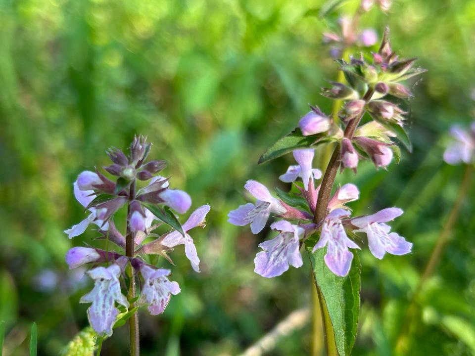 Florida Betony or Rattlesnake weed is apparently and originally native only to Florida: the first known herbarium collections are from the Tallahassee area, back in the 1800s.