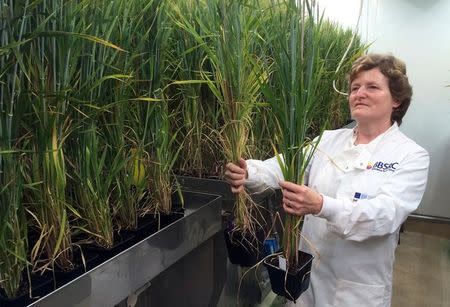 Professor Wendy Harwood poses for a photograph with barley plants that have undergone gene editing at the John Innes Centre in Norwich, Britain, May 25, 2016. REUTERS/Stuart McDill