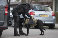 Dutch counter terrorism police install a camera on a sniffer dog as they prepare to enter a house after a shooting incident in Utrecht, Netherlands, Monday, March 18, 2019. Police in the central Dutch city of Utrecht say on Twitter that "multiple" people have been injured as a result of a shooting in a tram in a residential neighborhood. (AP Photo/Peter Dejong)