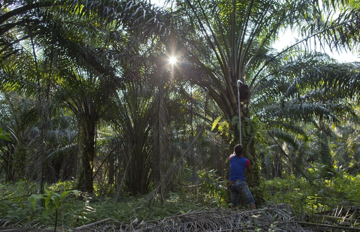 A Malaysian worker harvests palm fruits from a plantation in peninsular Malaysia, on Wednesday, March 6, 2019. Though labour issues have largely been ignored, the punishing effects of palm oil on the environment have been decried for years. (AP Photo/Gemunu Amarasinghe)