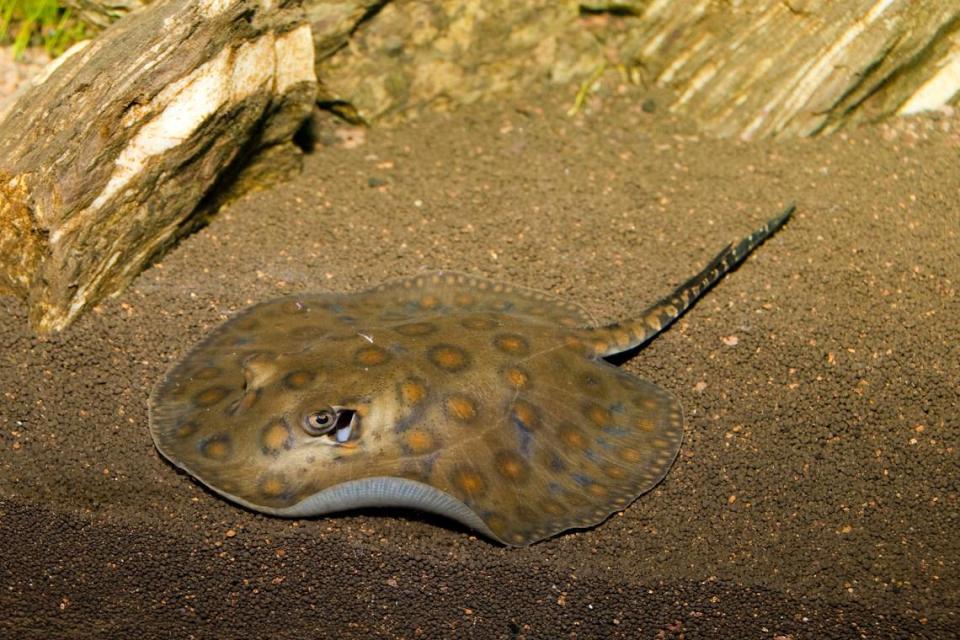 A round stingray in an aquarium