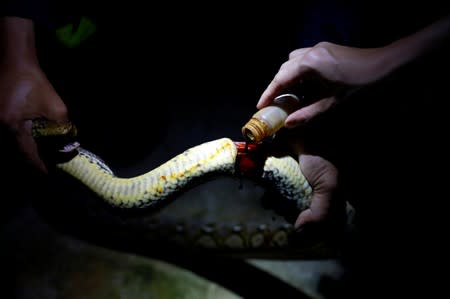 The Wider Image: Thailand's stealthy self-styled snake wrangler