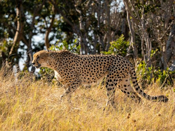 Why cheetahs will be especially vulnerable to climate change