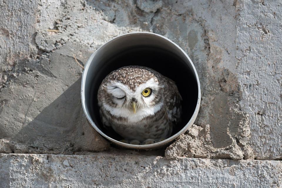 An owl winking from inside a pipe in a rock.