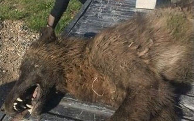 'Wolf-like' creature shot near Montana ranch puzzles experts - MONTANA FISH, WILDLIFE AND PARKS