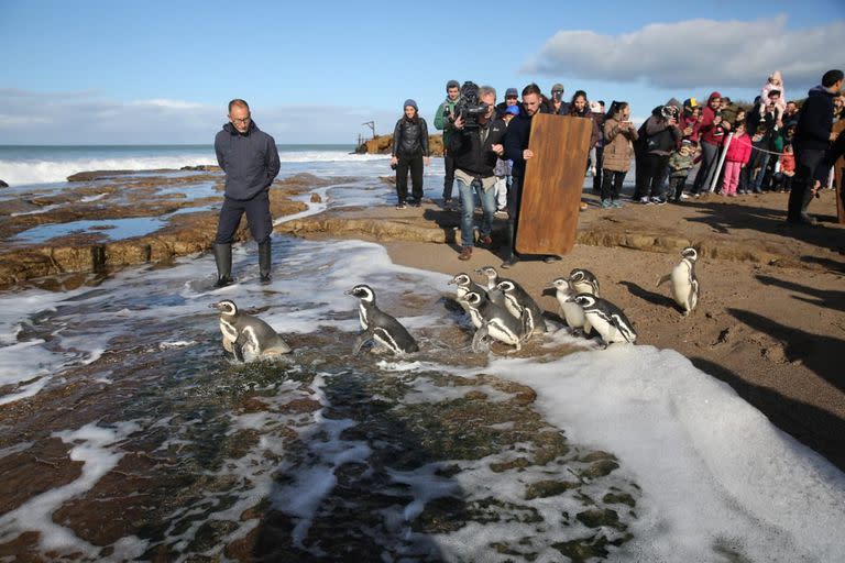 Recuperados después de haber sido rescatados empetrolados y desnutridos, hoy 13 pingüinos volvieron al mar