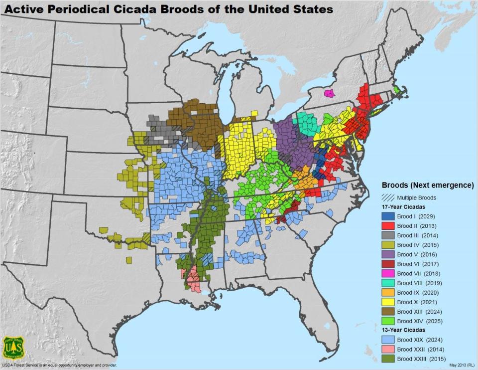 Active periodical cicada broods of the United States. U.S. Forest Service.